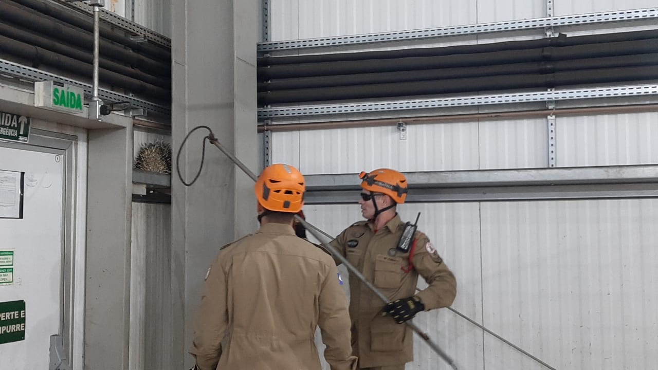 Bombeiros resgataram porco-espinho em armazém no Distrito Industrial de Primavera do Leste