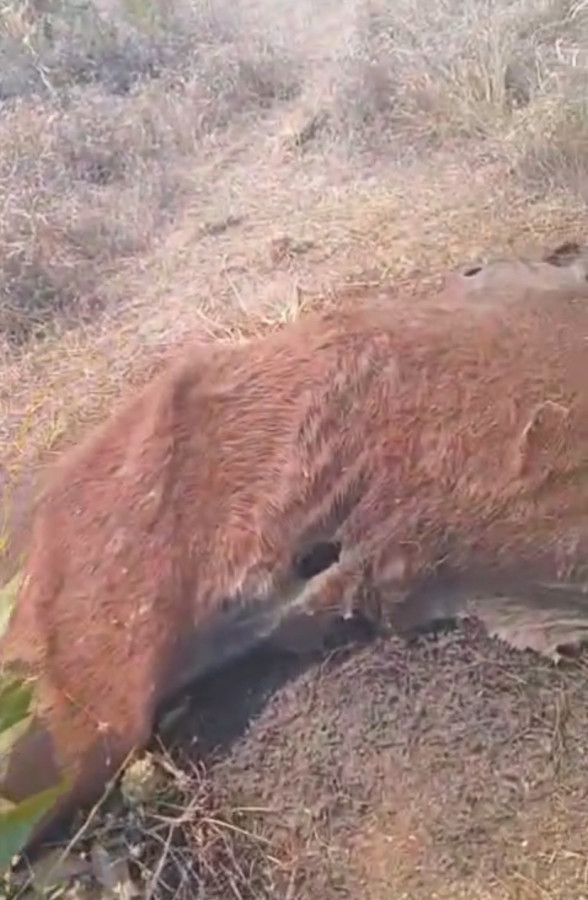 Abandono de animais gera revolta no Vale Verde: cavalo é encontrado morto após maus-tratos